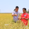 Ông Hà Minh Trí, Phó Giám đốc Hợp tác xã Nông nghiệp hữu cơ Long Hiệp, thăm ruộng trong mô hình lúa chất lượng cao, phát thải thấp chuẩn bị thu hoạch. (Ảnh: Thanh Hòa/TTXVN)