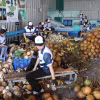 Chế biến dừa xuất khẩu tại Hợp tác xã Hưng Thịnh Phát, huyện Chợ Gạo, tỉnh Tiền Giang. (Ảnh: Minh Trí/TTXVN)