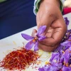 Saffron - "Vàng đỏ" của Trung Đông có nhiều lợi ích cho sức khỏe. (Ảnh: iStock)