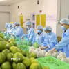 Đóng gói bưởi da xanh xuất khẩu tại Chợ Lách, Vĩnh Long. (Ảnh: Hồng Nhung/TTXVN)