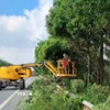 Công nhân Xí nghiệp quản lý cắt sửa cây xanh phòng chống bão. (Ảnh: Nguyễn Thắng/TTXVN)