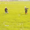 Nông dân phường Đông Lễ, thành phố Đông Hà (Quảng Trị) tỉa, dặm lúa Đông Xuân. (Ảnh: Nguyên Lý/TTXVN)