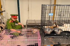 Công an thành phố Hà Nội thông tin vừa triệt phá, bắt giữ một ổ nhóm chuyên trộm cắp mèo với quy mô lớn. (Ảnh: CACC)