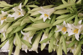 Hoa loa kèn có mùi thơm nhẹ, độ bền cao, có thể cắm được từ 10 ngày trở lên. (Ảnh: Minh Phương/Vietnam+)