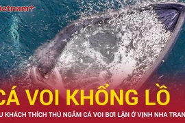 Tín hiệu vui cho môi trường Vịnh Nha Trang khi cá voi khổng lồ xuất hiện