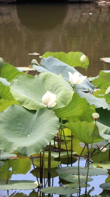 Hoa sen khoe sắc tô điểm vẻ đẹp Kinh thành Huế 