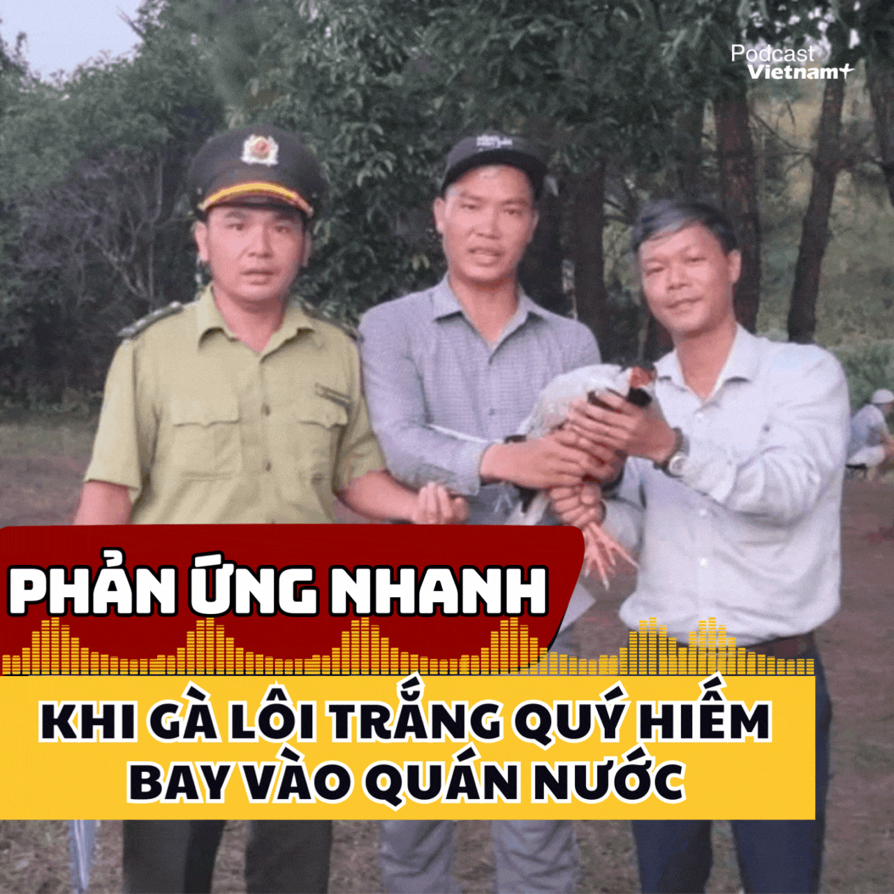 Phản ứng nhanh khi gà lôi trắng quý hiếm bay vào quán nước 