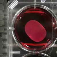 Ảnh minh họa. (Nguồn: kyodonews.net)