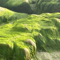 Những sợi rêu dài trở nên óng ánh dưới nắng mặt trời. (Ảnh: Hồng Hiếu/TTXVN)