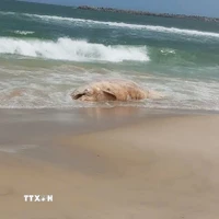 Xác cá voi bị phân hủy trôi dạt vào bờ biển Mỹ Thủy. (Ảnh: TTXVN phát)