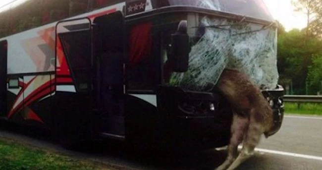 Xe buýt nát vụn phần đầu vì đâm phải con nai sừng tấm say rượu