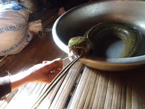 Con cá có hình thù kỳ lạ. (Ảnh: Quốc Trị/Vietnam+) 