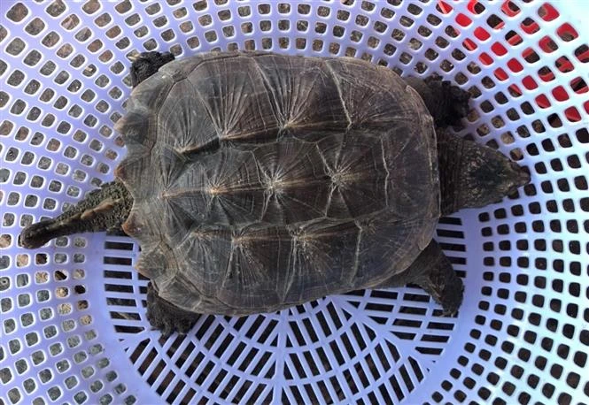 Tại thời điểm bàn giao, con rùa cá sấu nặng 4,3kg, dài 45cm (bao gồm đuôi), đuôi dài khoảng 10cm, tình trạng sức khỏe ổn định. (Ảnh: TTXVN phát)