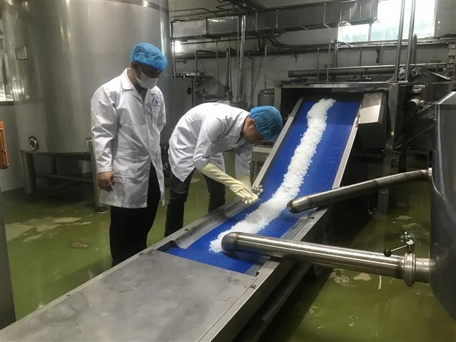 Nguyễn Việt Dũng, phó quản đốc phân xưởng phục vụ - phụ trợ, Công ty TNHH Long Hải, thành phố Hải Dương kiểm tra nhân dừa sau khi được tách tự động. (Ảnh: Tiến Vĩnh/TTXVN)