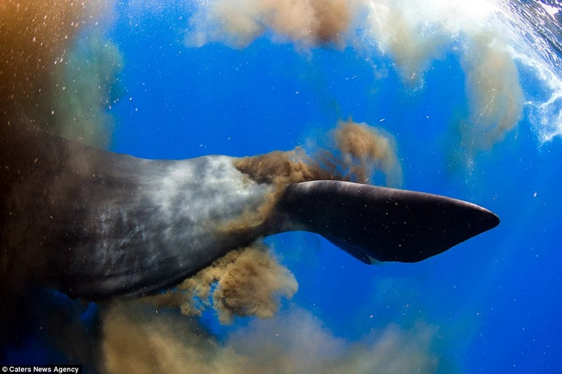 Choáng váng vì cá nhà táng phóng uế không khác gì vụ nổ