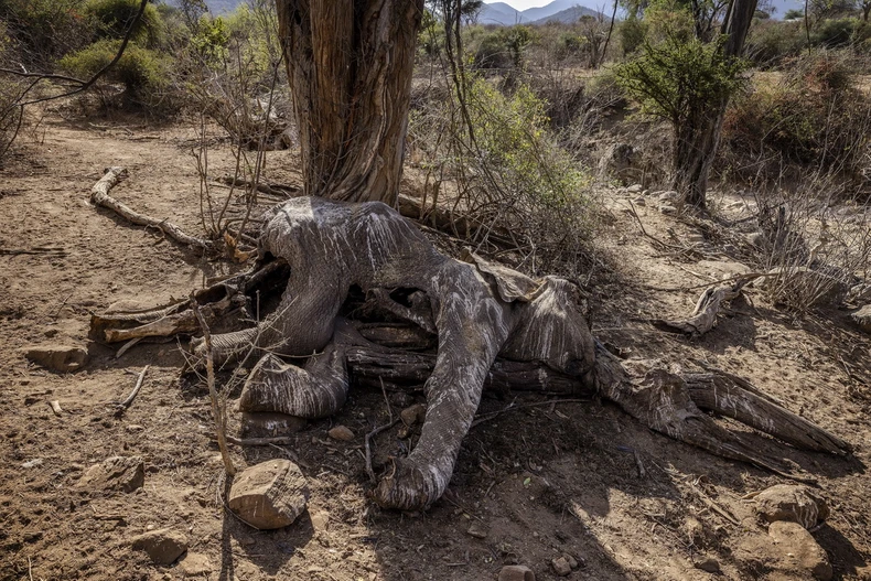 Một con voi chết do hạn hán tại Samburu, Kenya, ngày 12/10/2022. (Ảnh: AFP/TTXVN)