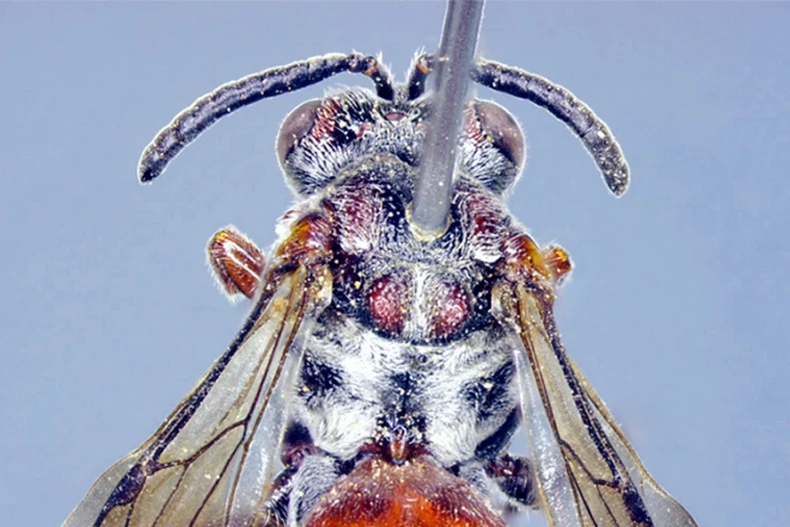 Loài ong mới được phát hiện ở Vườn Quốc gia Vũ Quang. (Ảnh: TTXVN phát)