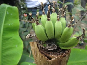 Nải chuối lạ. (Nguồn: Internet)