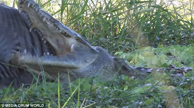 Ngựa vằn thoát chết thần kỳ khỏi hàm răng sắc nhọn của cá sấu