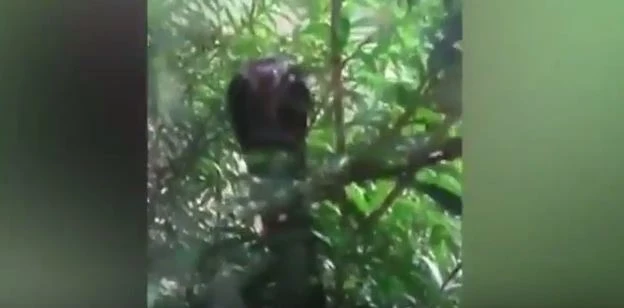 [Video] Ba chú mèo con co rúm khi nhìn thấy rắn hổ mang chúa