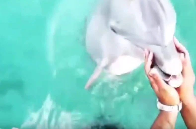 Con cá heo ngậm điện thoại trong miệng và lao lên để trả cho Teressa. (Nguồn: YouTube)