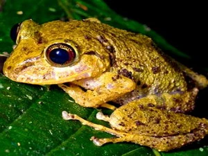 Ảnh minh họa. (Nguồn: Internet)