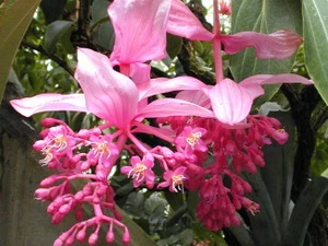 Ảnh minh họa. (Nguồn: kartuz.com)