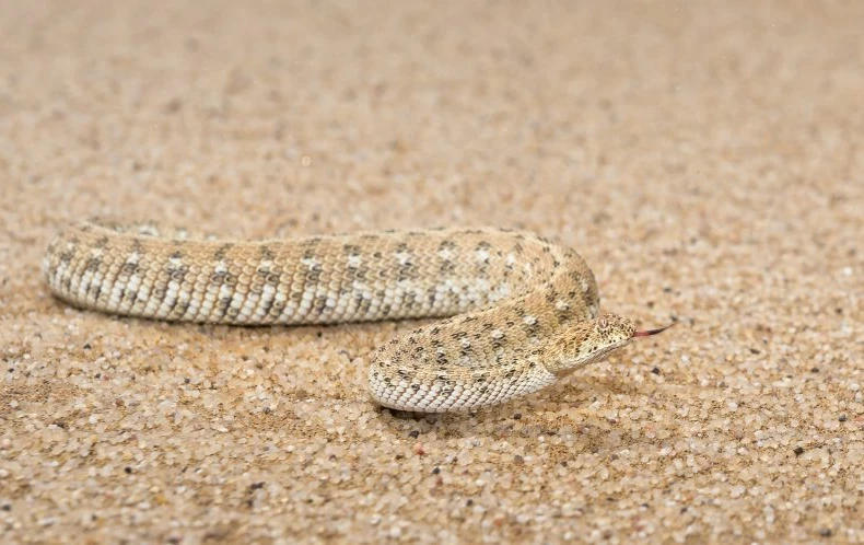 Loài rắn này còn biết sử dụng đuôi giả làm côn trùng để đánh lừa đối phương. (Nguồn: Caters News Agency)