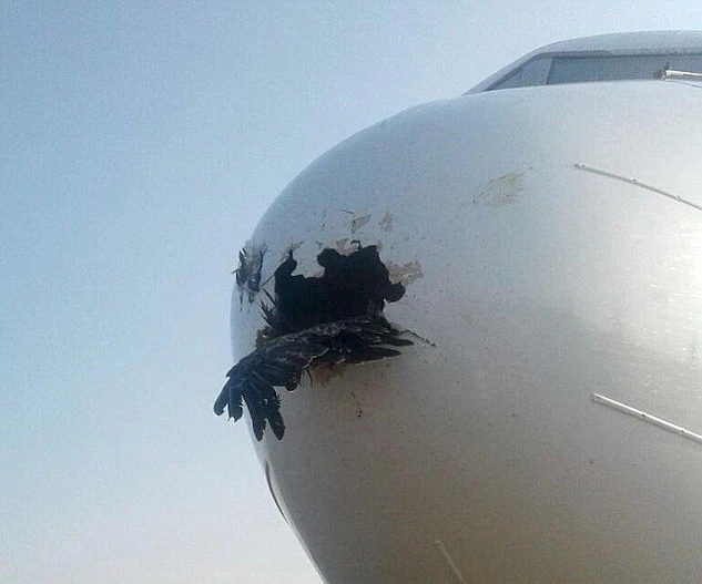 Con chim đâm thủng đầu máy bay. (Nguồn: Usamah Mohamed)