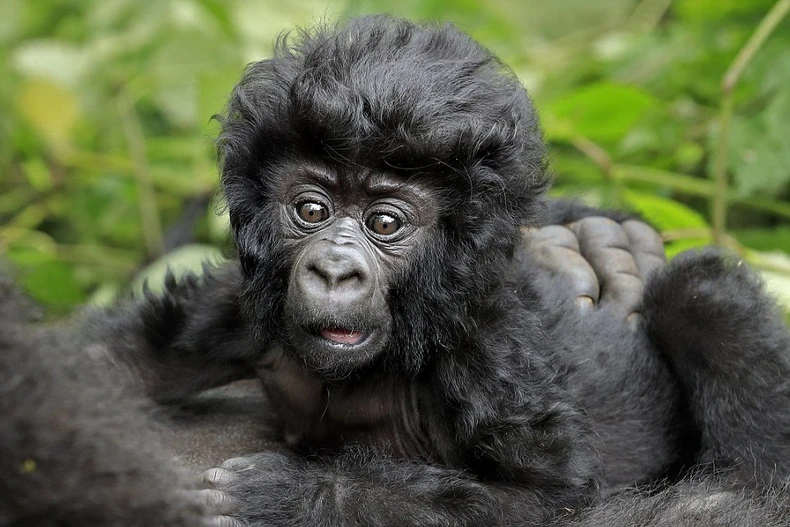 Chú khỉ đột này khoảng ba tuần tuổi. (Nguồn: Barcroft Media)