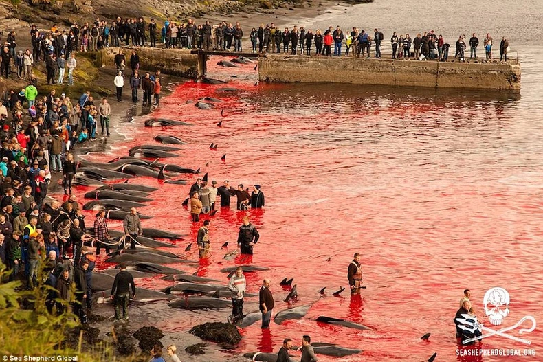Kinh hãi cảnh thảm sát cá voi ở Faroe, máu nhuộm đỏ bãi biển