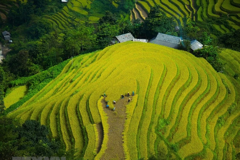 Ruộng lúa bậc thang ở xã Bản Luốc, huyện Hoàng Su Phì (Hà Giang). (Ảnh: Nguyễn Chiến/TTXVN) 