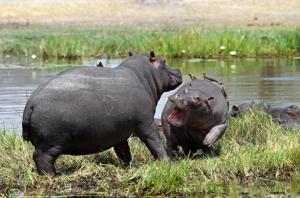 Hà mã. (Nguồn: botswana.co.za)