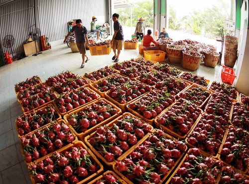 ttxvn_thanh long.jpg