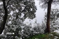 Xung quanh thị trấn là rừng thông và tuyết tùng nguyên sinh, nơi sinh sống của nhiều loài động vật quý hiếm. (Ảnh: Mạnh Hùng/TTXVN)