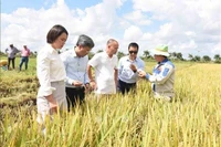 Sản xuất lúa gạo-Điểm sáng trong quan hệ hợp tác nông nghiệp Việt Nam-Cuba. (Nguồn: TTXVN)