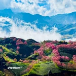 Rực rỡ sắc hoa mai anh đào tuyệt đẹp ở Sa Pa