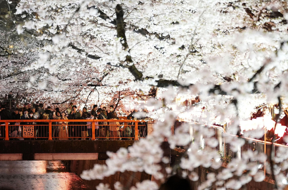 Cục Khí tượng Hàn Quốc (KMA) cho biết năm nay, hoa anh đào ở thủ đô Seoul bắt đầu nở vào ngày 25/3, sớm hơn trung bình 14 ngày. Đây cũng là năm mà mùa hoa anh đào nở sớm thứ hai trong lịch sử kể từ khi KMA bắt đầu thực hiện quan trắc khí tượng vào năm 1922. Trong khi đó, giới chức Nhật Bản thông báo mùa hoa anh đào tại thủ đô Tokyo đã chính thức bắt đầu vào ngày 14/3, sớm hơn năm ngoái 6 ngày và sớm hơn thường lệ đến 10 ngày. Nguyên nhân của hiện tượng này được cho là do biến đổi khí hậu khiến thời tiết nóng bất thường. Ảnh: Hoa anh đào bừng nở tại Tokyo (Nhật Bản). (Ảnh: Kyodo/TTXVN)