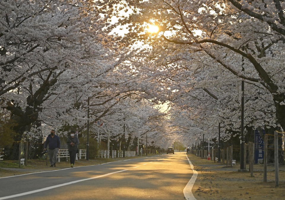 Cục Khí tượng Hàn Quốc (KMA) cho biết năm nay, hoa anh đào ở thủ đô Seoul bắt đầu nở vào ngày 25/3, sớm hơn trung bình 14 ngày. Đây cũng là năm mà mùa hoa anh đào nở sớm thứ hai trong lịch sử kể từ khi KMA bắt đầu thực hiện quan trắc khí tượng vào năm 1922. Trong khi đó, giới chức Nhật Bản thông báo mùa hoa anh đào tại thủ đô Tokyo đã chính thức bắt đầu vào ngày 14/3, sớm hơn năm ngoái 6 ngày và sớm hơn thường lệ đến 10 ngày. Nguyên nhân của hiện tượng này được cho là do biến đổi khí hậu khiến thời tiết nóng bất thường. Ảnh: Hoa anh đào bừng nở tại Fukushima (Nhật Bản). (Ảnh: Kyodo/TTXVN)
