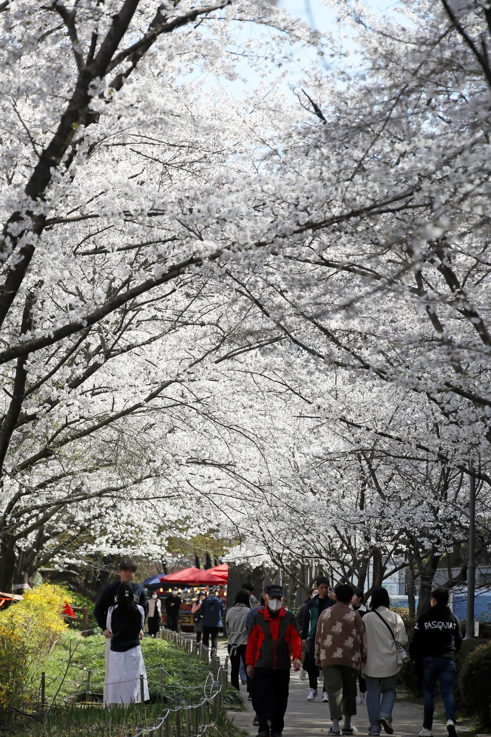 Cục Khí tượng Hàn Quốc (KMA) cho biết năm nay, hoa anh đào ở thủ đô Seoul bắt đầu nở vào ngày 25/3, sớm hơn trung bình 14 ngày. Đây cũng là năm mà mùa hoa anh đào nở sớm thứ hai trong lịch sử kể từ khi KMA bắt đầu thực hiện quan trắc khí tượng vào năm 1922. Trong khi đó, giới chức Nhật Bản thông báo mùa hoa anh đào tại thủ đô Tokyo đã chính thức bắt đầu vào ngày 14/3, sớm hơn năm ngoái 6 ngày và sớm hơn thường lệ đến 10 ngày. Nguyên nhân của hiện tượng này được cho là do biến đổi khí hậu khiến thời tiết nóng bất thường. Ảnh: Hoa anh đào nở rộ tại Gwangju (Hàn Quốc). (Ảnh: Yonhap/TTXVN)