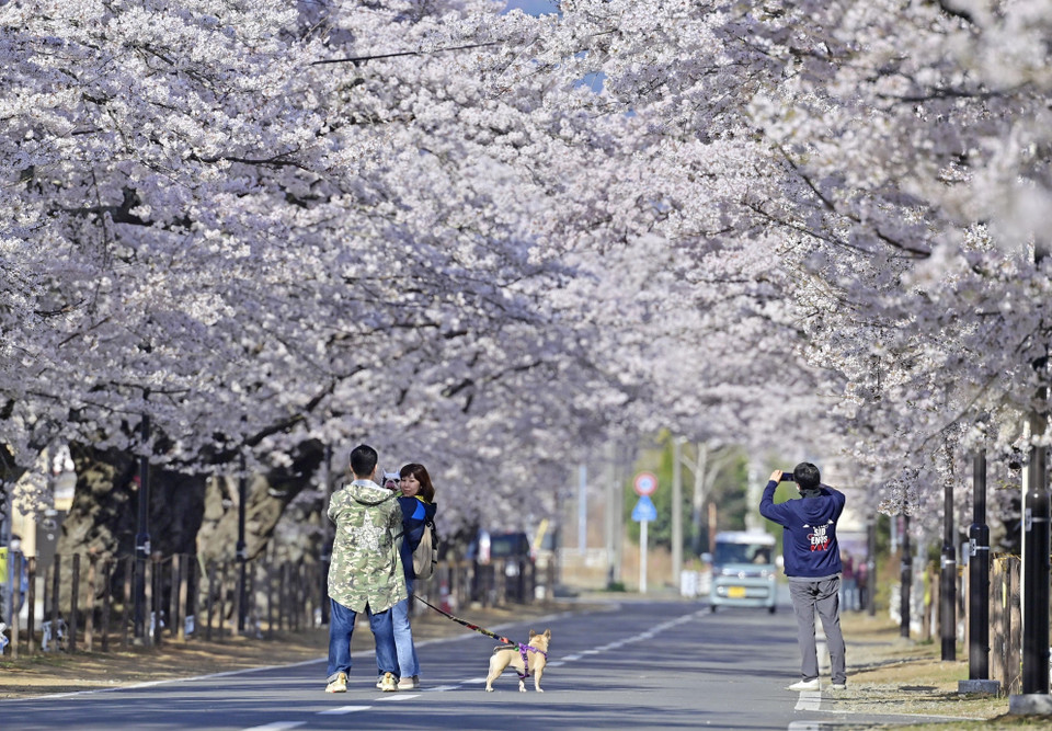 Cục Khí tượng Hàn Quốc (KMA) cho biết năm nay, hoa anh đào ở thủ đô Seoul bắt đầu nở vào ngày 25/3, sớm hơn trung bình 14 ngày. Đây cũng là năm mà mùa hoa anh đào nở sớm thứ hai trong lịch sử kể từ khi KMA bắt đầu thực hiện quan trắc khí tượng vào năm 1922. Trong khi đó, giới chức Nhật Bản thông báo mùa hoa anh đào tại thủ đô Tokyo đã chính thức bắt đầu vào ngày 14/3, sớm hơn năm ngoái 6 ngày và sớm hơn thường lệ đến 10 ngày. Nguyên nhân của hiện tượng này được cho là do biến đổi khí hậu khiến thời tiết nóng bất thường. Ảnh: Hoa anh đào bừng nở tại Fukushima (Nhật Bản). (Ảnh: Kyodo/TTXVN)