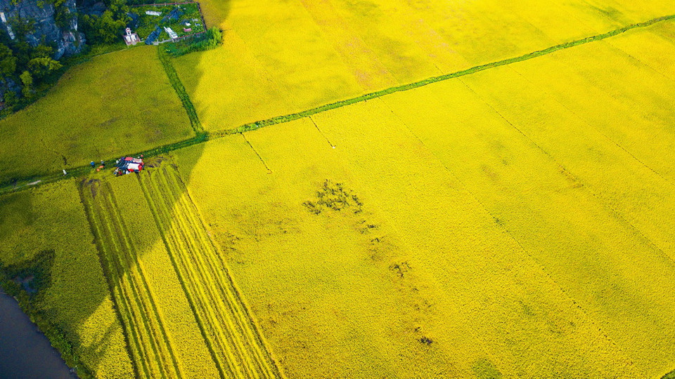  Cánh đồng lúa chín vàng nhìn từ đỉnh Hang Múa. (Ảnh: Minh Đức/TTXVN)