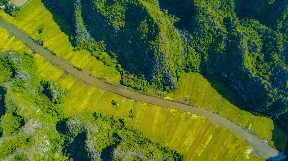  Cánh đồng lúa chín vàng nhìn từ đỉnh Hang Múa. (Ảnh: Minh Đức/TTXVN)