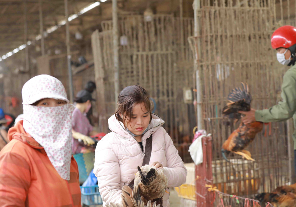 Vẫn còn tiểu thương kinh doanh tại chợ đầu mối gia cầm Hà Vĩ, huyện Thường Tín, chưa thực hiện tốt công tác phòng, chống dịch COVID-19. (Ảnh: Vũ Sinh/TTXVN)