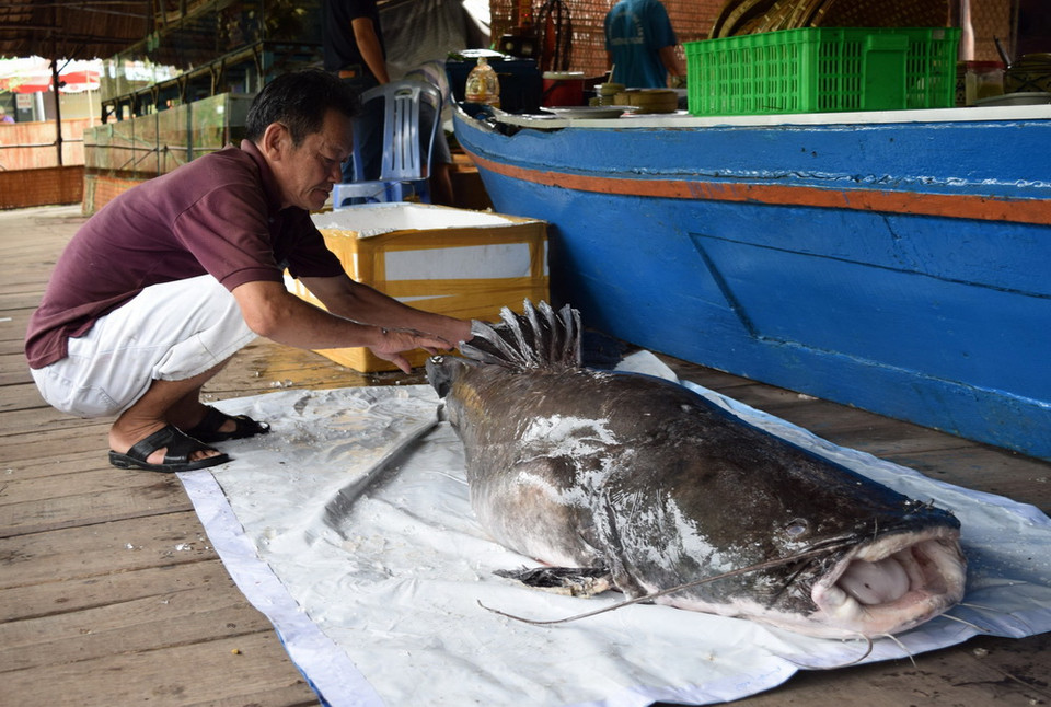 Con cá lăng dài hơn 2,2m, đường kính 1,1m, nặng hơn 100kg. (Ảnh: Chương Đài/TTXVN)