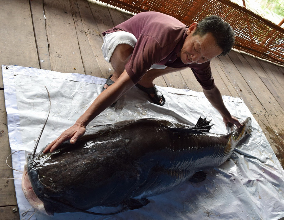 Con cá lăng dài hơn 2,2m, đường kính 1,1m, nặng hơn 100kg. (Ảnh: Chương Đài/TTXVN)