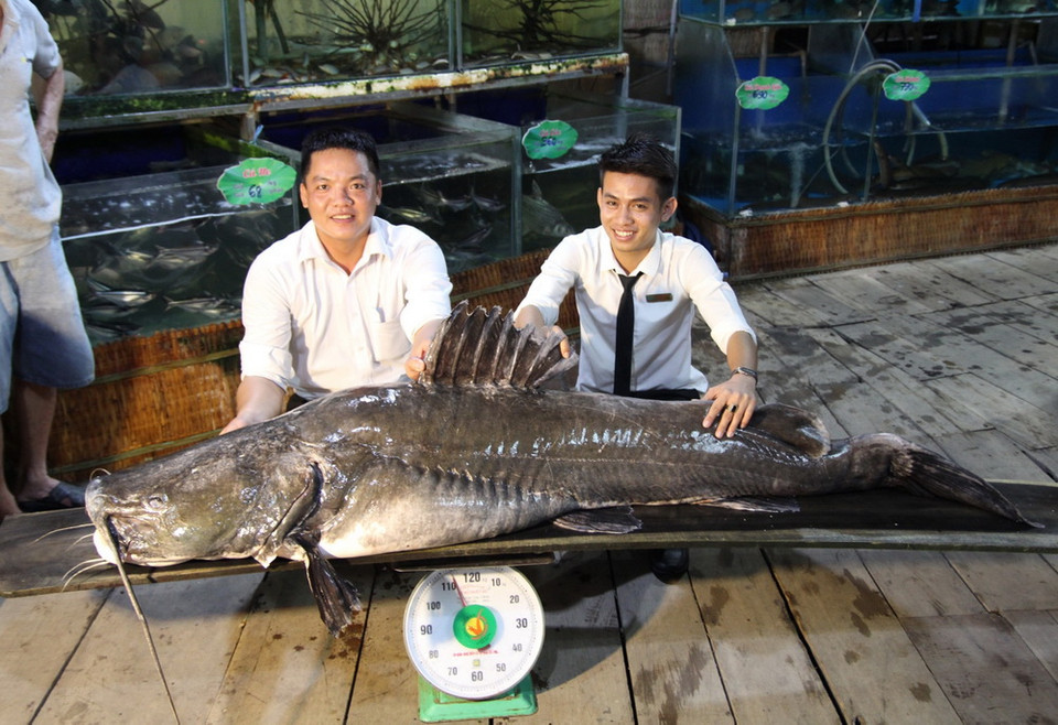 Con cá lăng dài hơn 2,2m, đường kính 1,1m, nặng hơn 100kg. (Ảnh: Chương Đài/TTXVN)