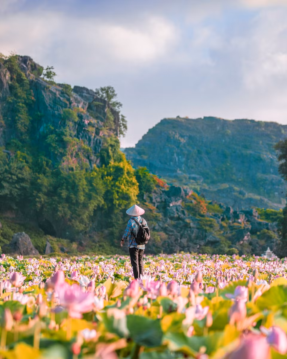 Dưới chân núi múa là hồ sen rộng nhất Ninh Bình với con đường gỗ hình trái tim đã bắt đầu cho những nụ hoa sớm đầu tiên. Những thác nước nhân tạo, vườn xương rồng khổng lồ hay đảo ngọc giữa hồ... cũng là những địa điểm rất được yêu thích. (Ảnh: CTV/Vietnam+)