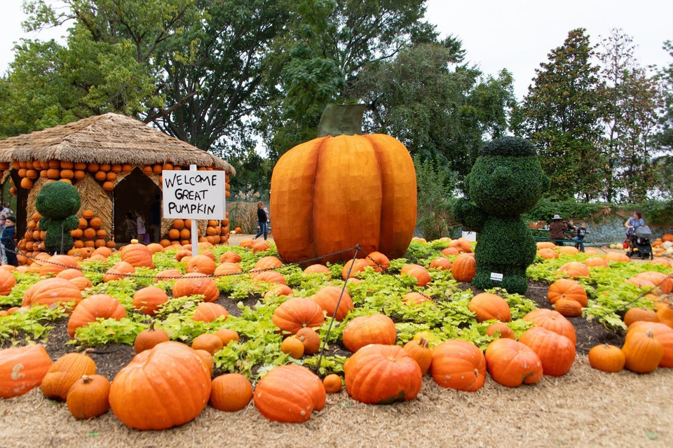 Quả bí ngô khổng lồ được trưng bầy. (Ảnh: THX/TTXVN)