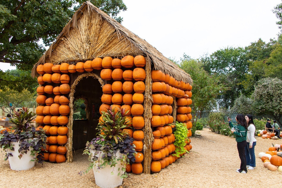 Du khách tham quan ngôi làng bí ngô tại Dallas, Texas, Mỹ, ngày 12/10/2023.(Ảnh: THX/TTXVN)